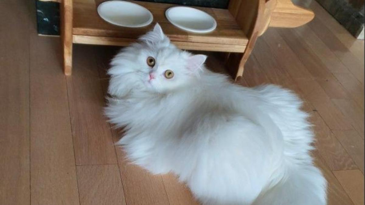 Mèo cute hình nền máy tính dễ thương 