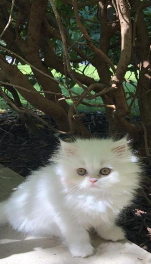 Hình nền mèo cho điện thoại cute 