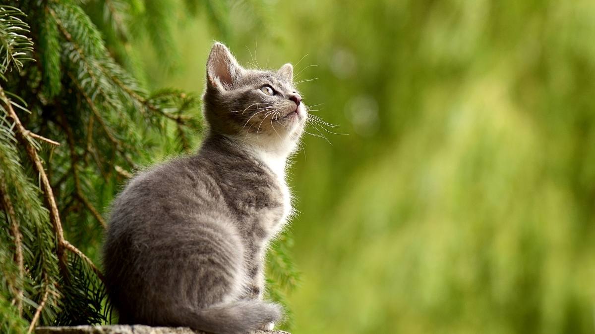 Mèo cute hình nền máy tính dễ thương 