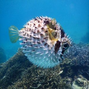 Hình ảnh các loài cá biển đẹp không nên bỏ lỡ