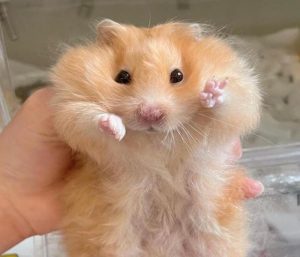 Hình ảnh con chuột Hamster dễ thương