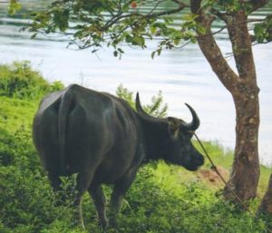 Bộ sưu tập hình ảnh con trâu đẹp làng quê