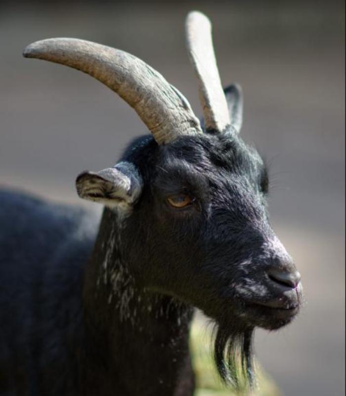 Khám Phá Kho Ảnh Con Dê – Dê Đẹp, Dê Dễ Thương, Dê Vàng Avt, Hình Nền