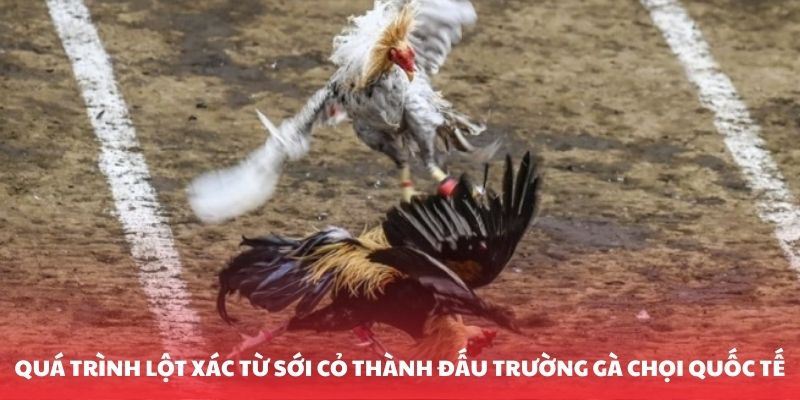 Quá trình lột xác từ sới cỏ thành đấu trường gà chọi quốc tế