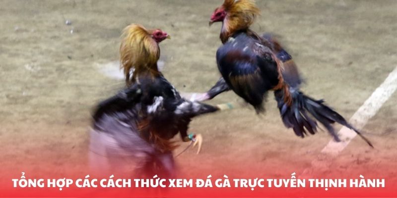 Tổng hợp các cách thức xem đá gà trực tuyến thịnh hành